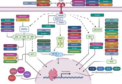 The Anti-Inflammatory Properties of Phytochemicals and Their Effects on Epigenetic Mechanisms Involved in TLR4/NF-κB-Mediated Inflammation